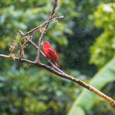 הוילה ביחגואה Aves De Tierras Altas מראה חיצוני תמונה