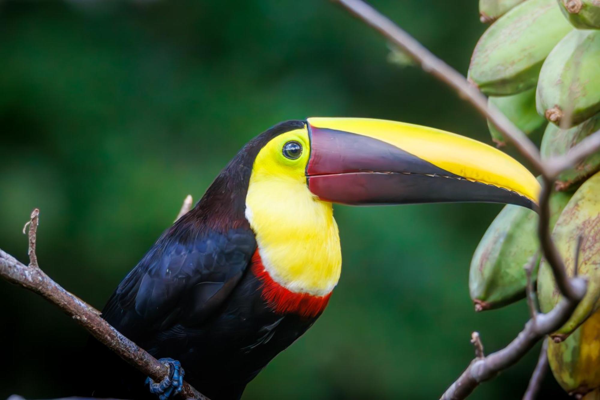 הוילה ביחגואה Aves De Tierras Altas מראה חיצוני תמונה
